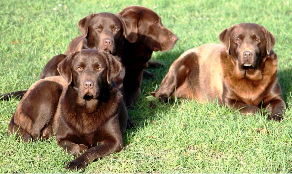 Gite Labradors De Bailly - Giverny Saint-Pierre-la-Garenne Kültér fotó